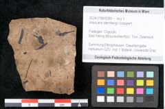 Foto (Objekt + Etikett) von Araucaria sternbergii Goeppert (NHMW-GEO-2024-0188-8280)